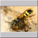 Mellinus arvensis - Kotwespe w53b mit Fliege - Sandgrube Niedringhaussee.jpg